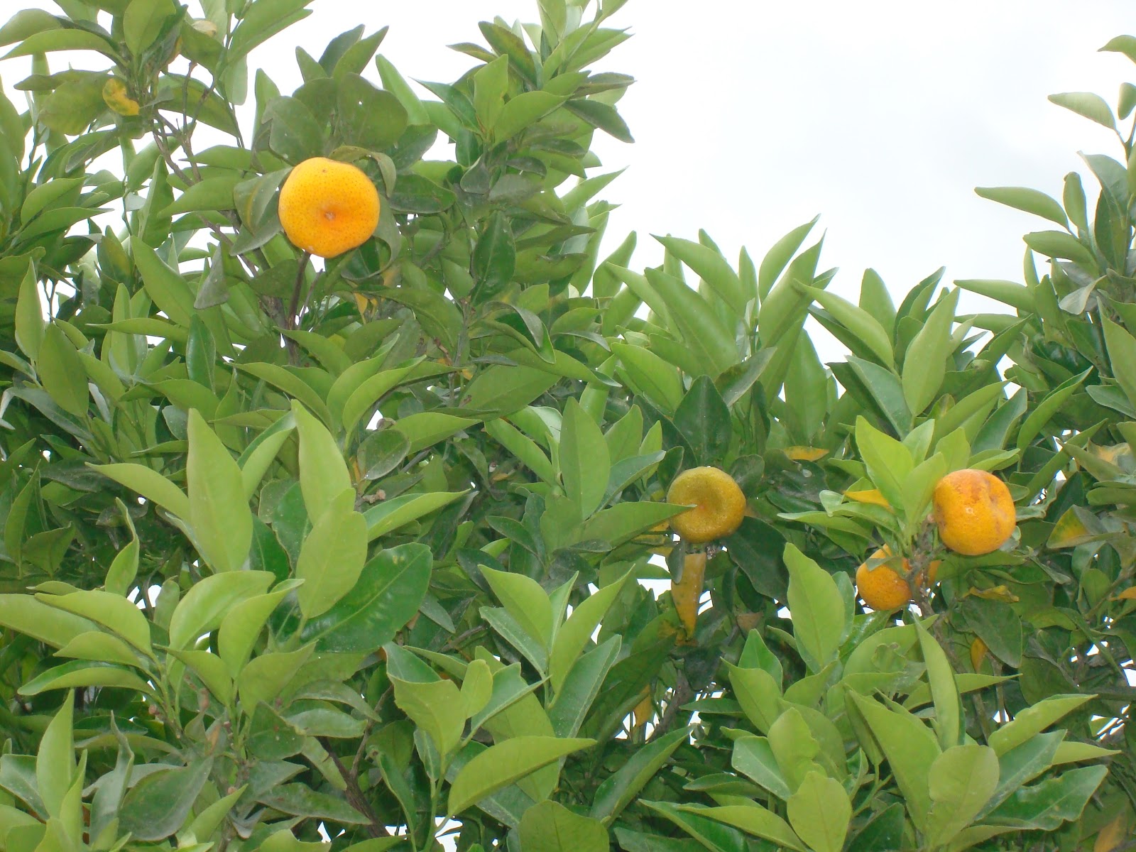 Fleuriste Isabelle Feuvrier: Les orangers du jardin des Tuileries
