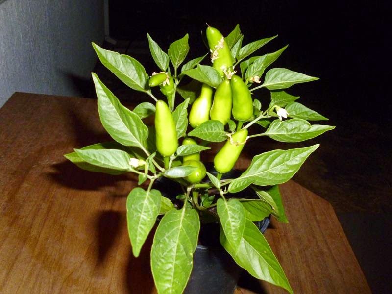 Fresno Chili Pepper Greens and Machines