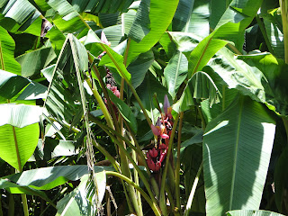 bananeira com bananas rosas