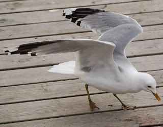 Mew gull - Larus canus
