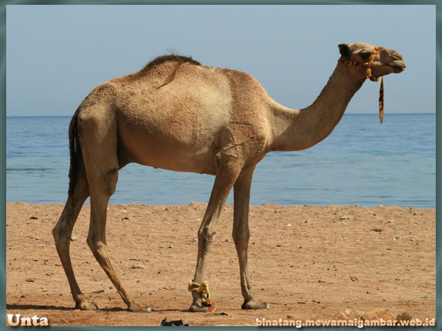 gambar binatang gurun pasir unta