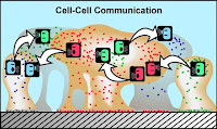 Cell Communication And Signalling MCQs