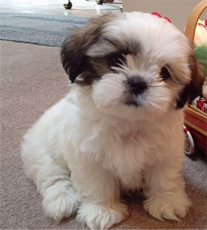[Image: Shih_Tzu_Small_Breed_Dogs_Pictures_1.jpg]