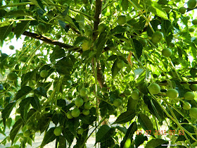 Βότανα για αδυνάτισμα