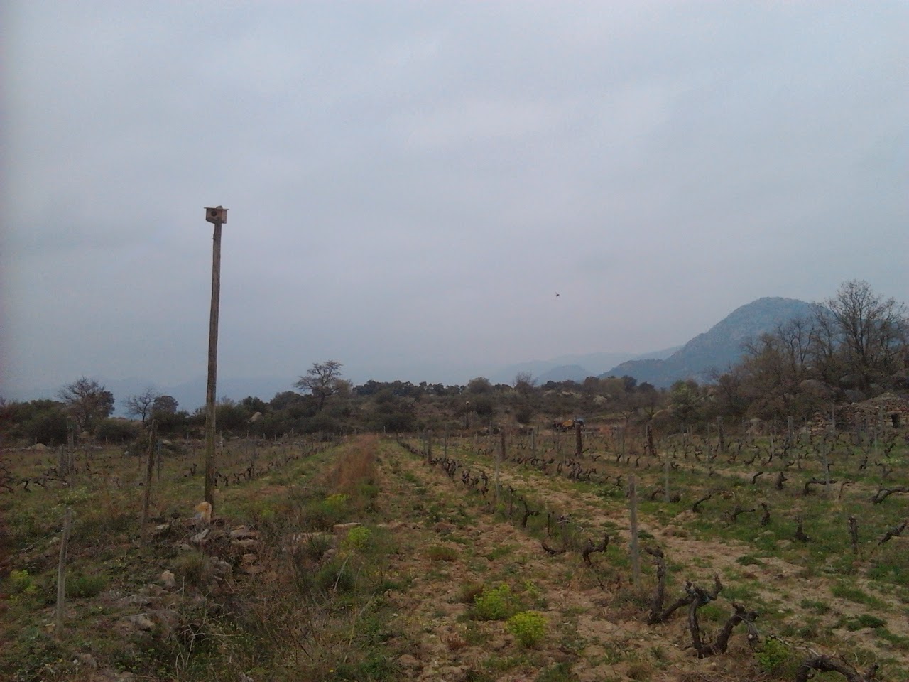 caixa niu a la vinya del Tulín