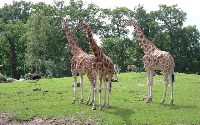 Groep giraffes in dierentuin Emmen.
