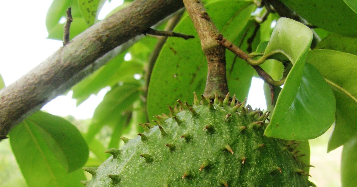 Rawatan Herba Dan Pemakanan: Khasiat Durian Belanda