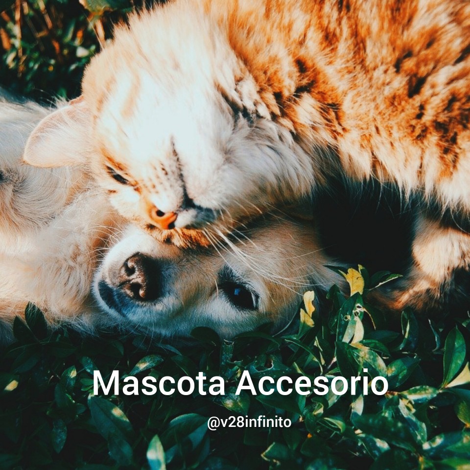 Mascota Accesorio