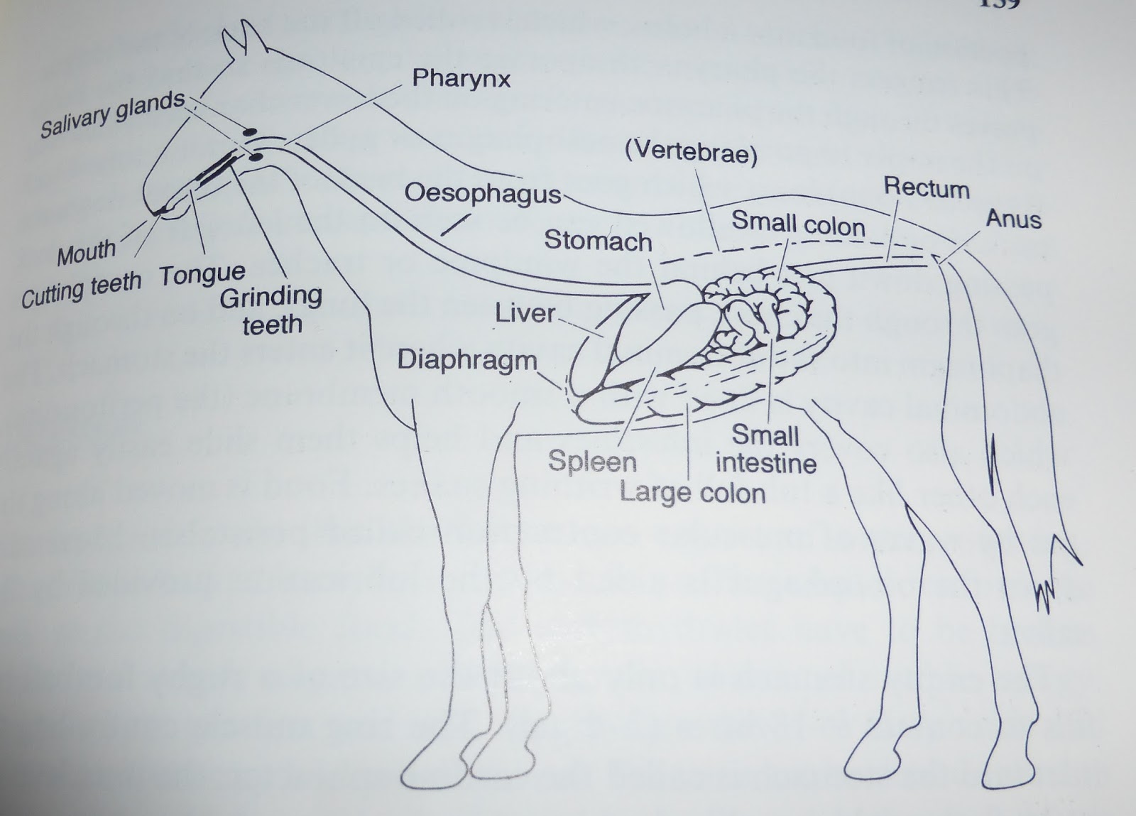 Horse Life and Love All About The Liver