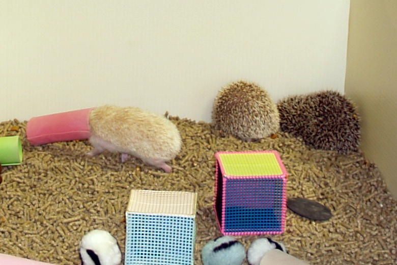 Hedgehog Valley News What Kind of Toys Do Hedgehogs Like?
