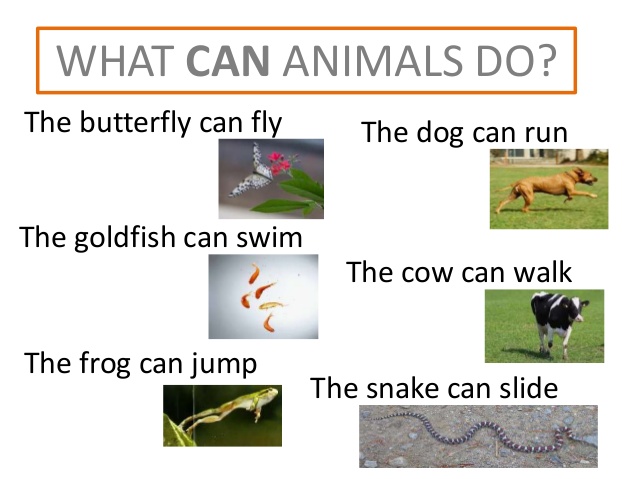 Do you like animals. Животные can. What can animals do. Задания на can с animals. What can animals do 2 Grade.