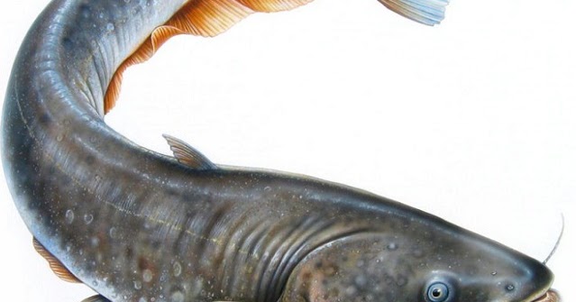 Lele Dan Nila Adalah Contoh Hasil Dari Perikanan Tugas