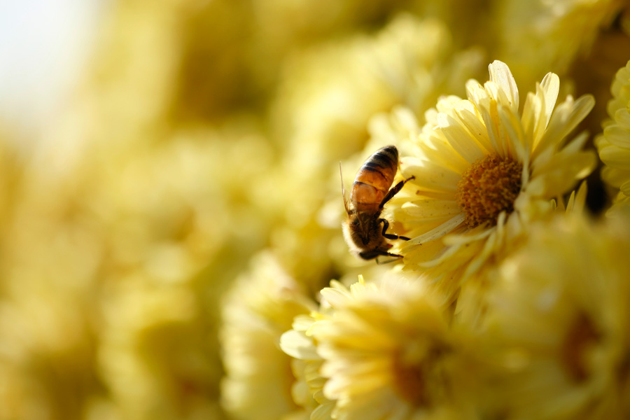 Penn State Extension Mums and Bees