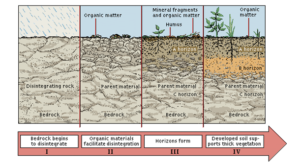 5 Fase Perkembangan Horison Tanah