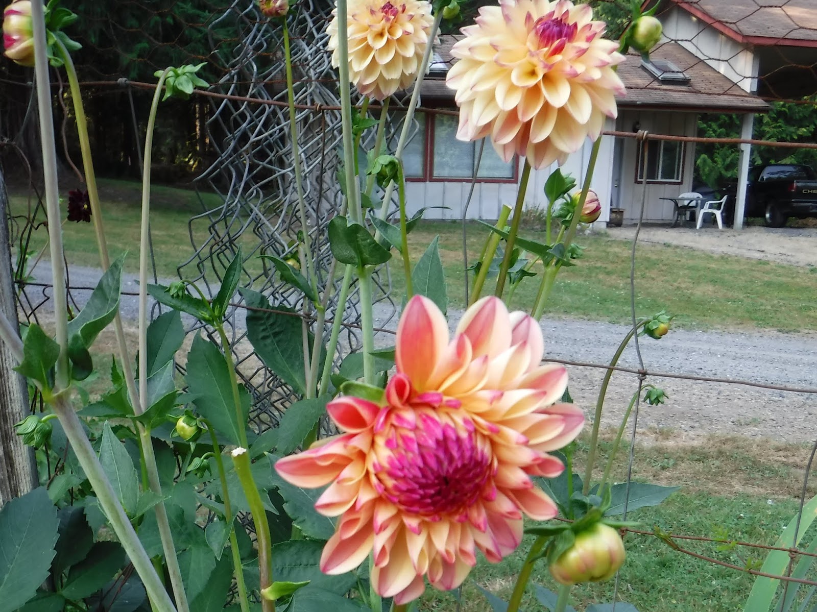 R and R travels Flowers that Thrive on Neglect