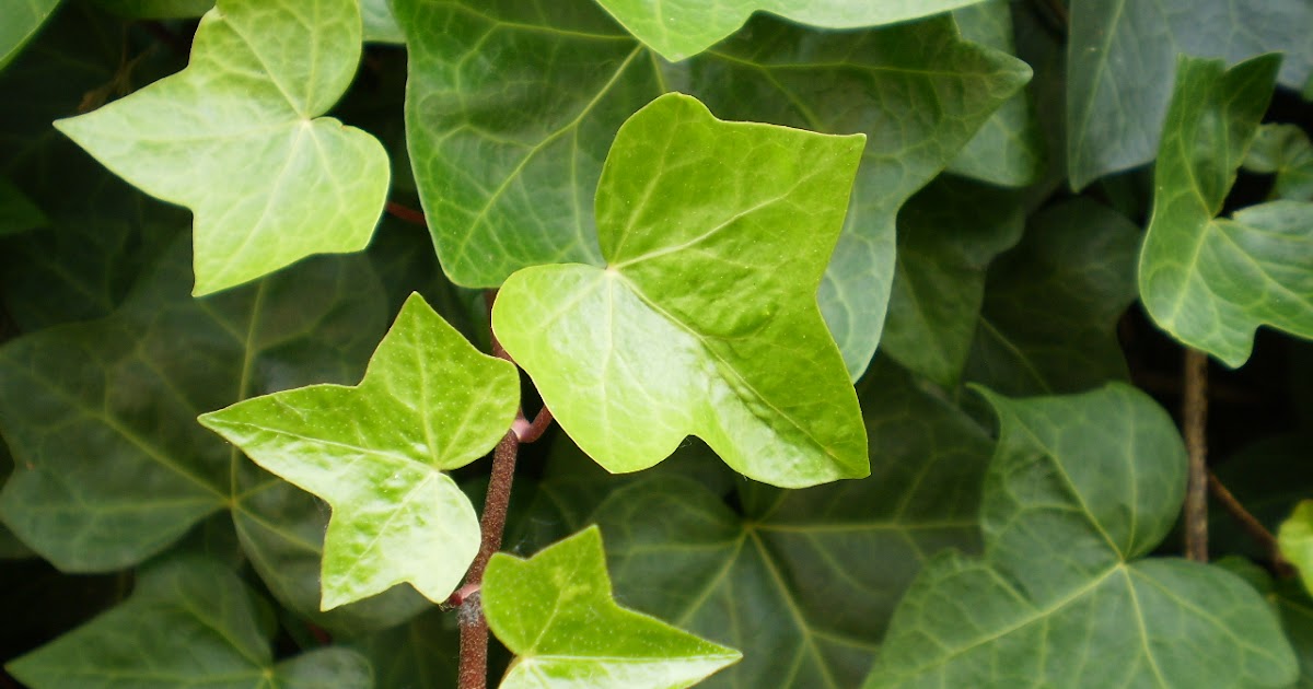 Duvar sarmaşığı (Hedera helix) Bitkiler