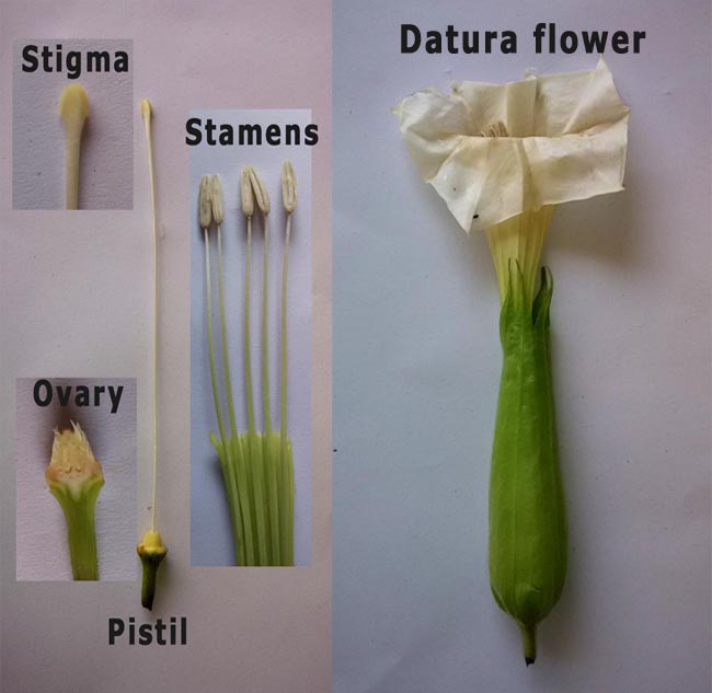 DRAW IT NEAT : How to draw LS of Datura flower