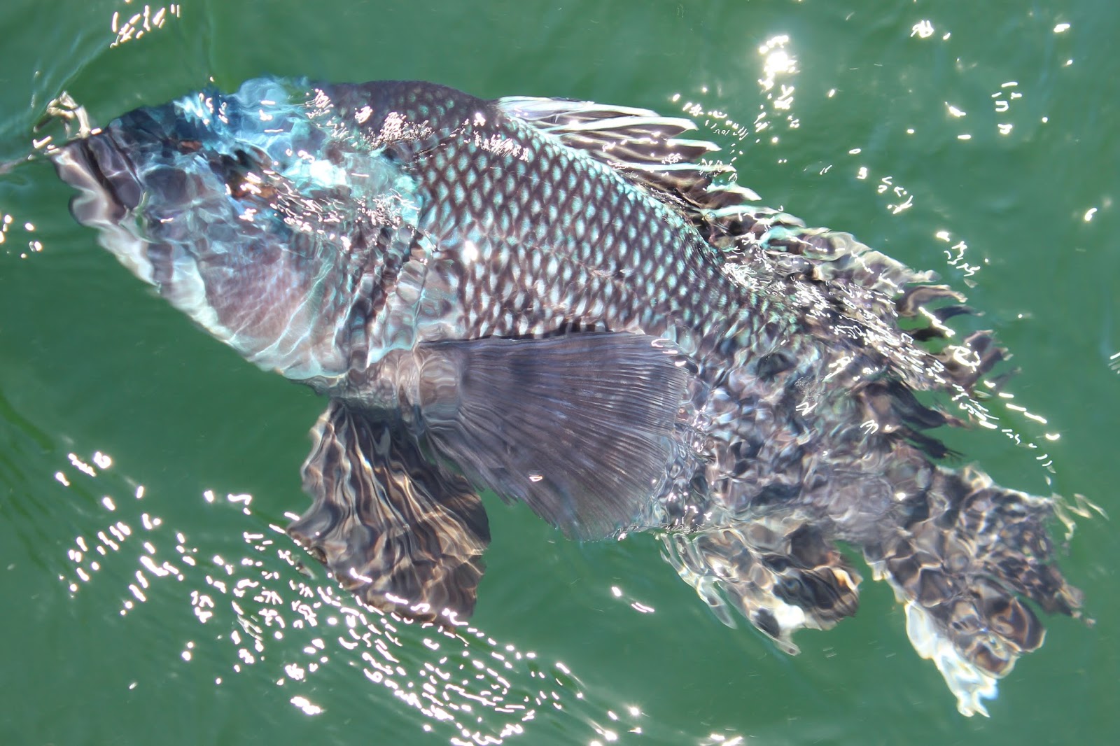 A Trip to Black Sea Bass Heaven