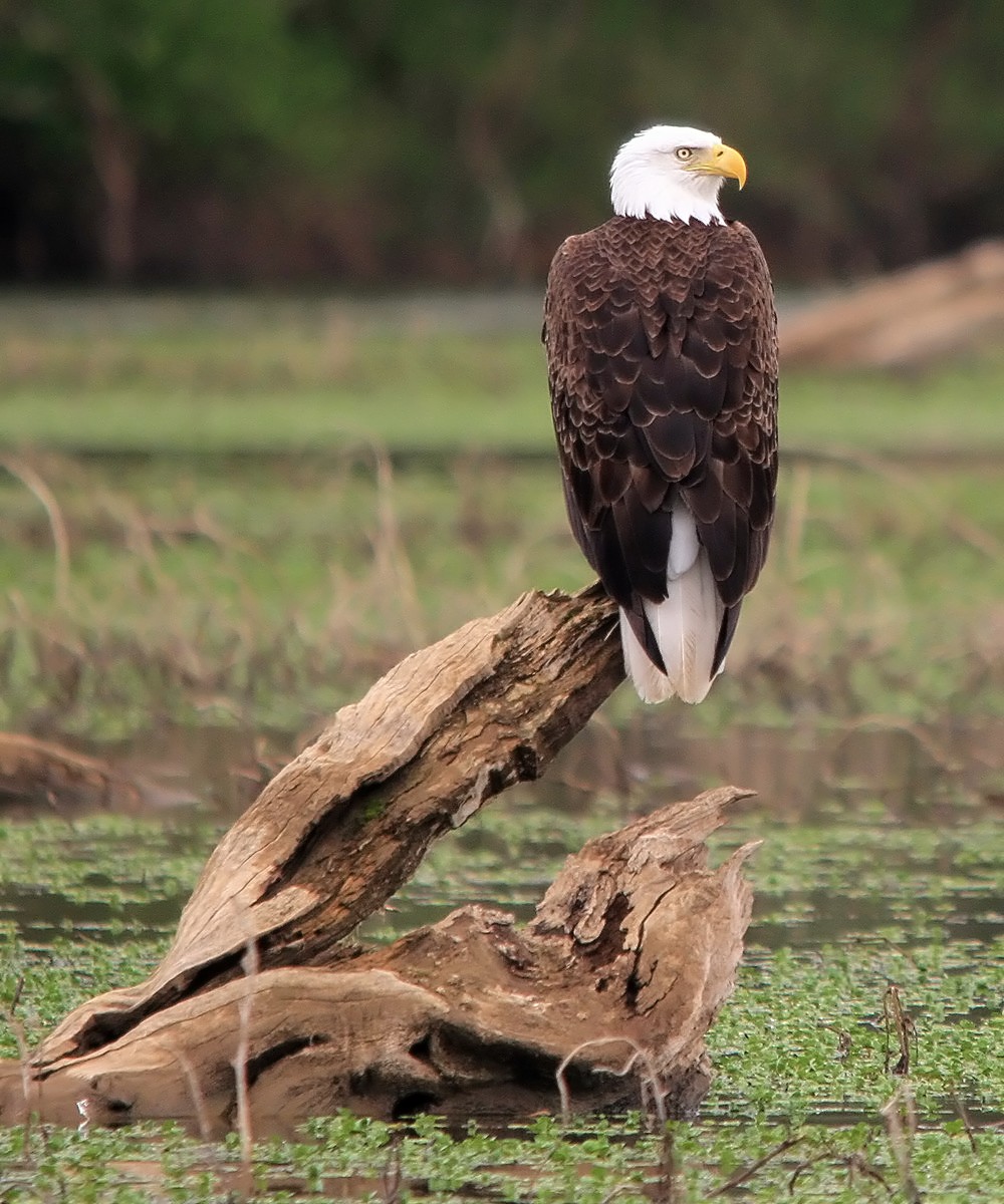 Gary's Outdoor Wanderings2 TODAY'S HOLSTON RIVER EAGLES (East Tennessee)