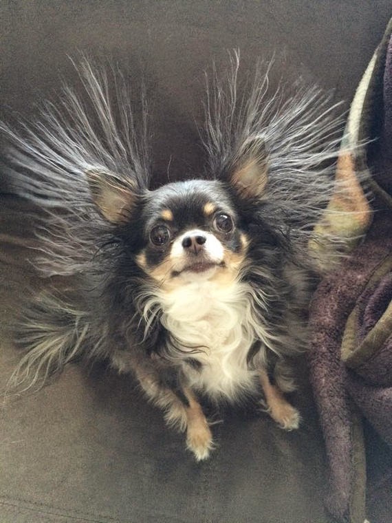 How To Get Rid Of Static In Dog Hair at Agnes Berube blog