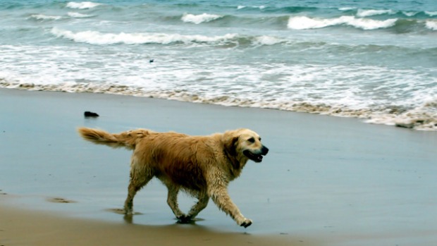 Austinmer Beach Dog Friendly Austinmer Beach Dog Friendly