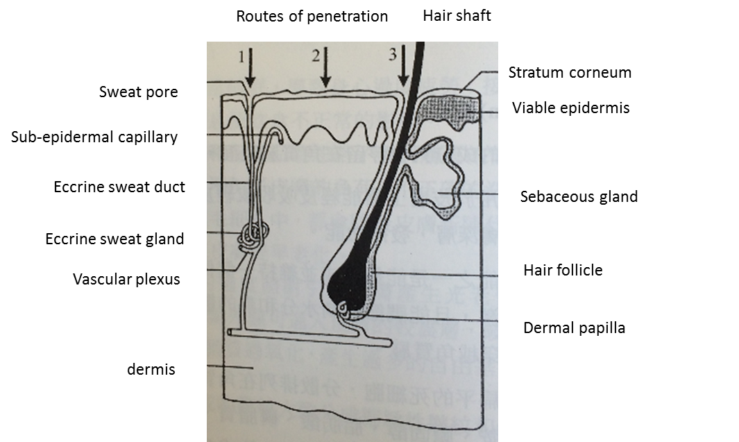 29.How do absorption act in the skin