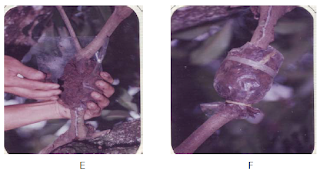 Proses pencangkokan. A. Mengelupas kulit cabang, B. Membuang kambium cabang, C. Memberi hormon auxin pada sayatan bagian atas, D. Memasang plastik untuk menampung media cangkok, E. Membubuhkan tanah sebagai media tumbuh akar, F. Membungkus dan mengikat dengan tali
