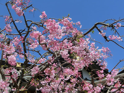 �������̎}�����