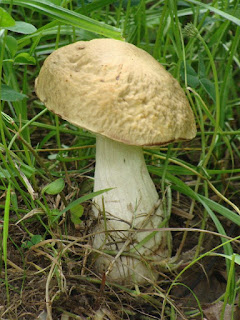 Leccinum pseudoscabrum DSC58266