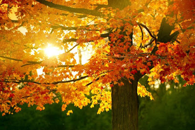 http://www.freepik.com/free-photo/fall-season_1179792.htm#term=autumn%20tree&page=1&position=44