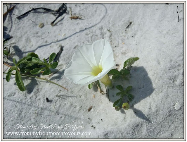 Beach Flower-The Forgotten Coast- Mexico Beach, FL