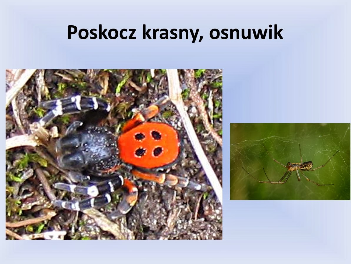 W Polsce Ochroną Gatunkową Są Objęte Płazy Edukacyjne wiersze i piosenki Doroty Grobelnej: Pająki objęte ochroną