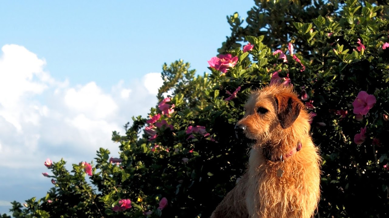 Hawaiian Poi Dog Dog Choices