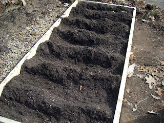 Mombo's Backyard: Planting Asparagus in New Raised Bed