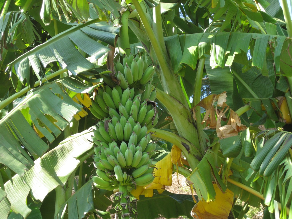 バショウ（芭蕉）とバナナ木の違いは？特徴や育て方を解説！ | BOTANICA