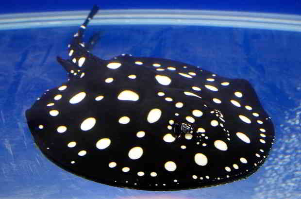 Ikan Pari (Polka Dot Stingray)