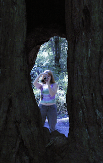 Robin taking picture through hollow tree