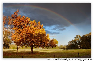 Beautiful rainbow over tree