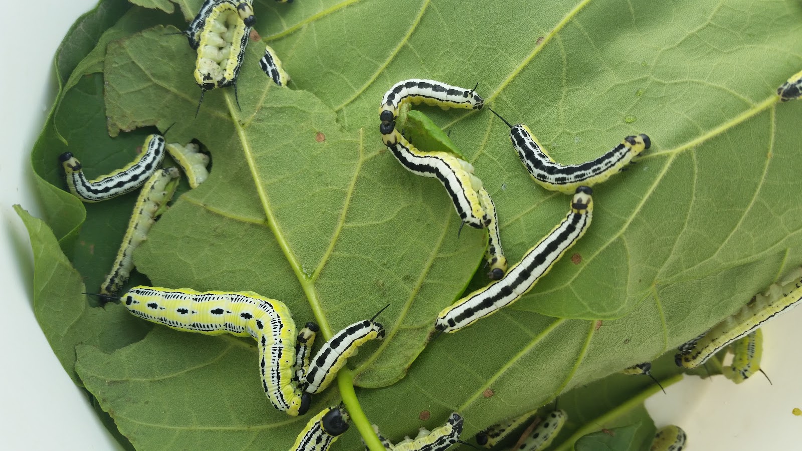 CHUMUCKLA NOW Catalpa Worms with Kenny Kelley