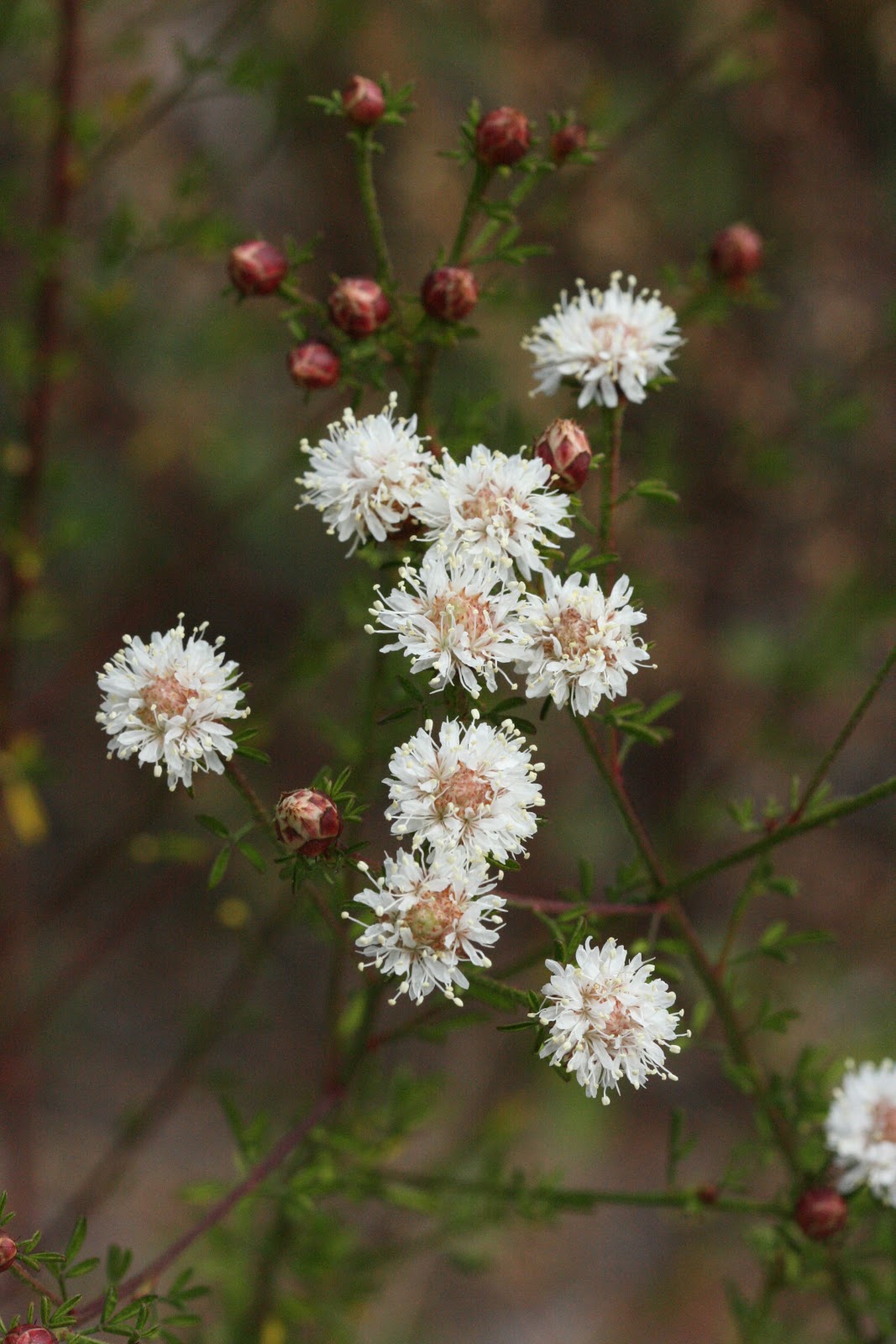 Native Florida Wildflowers Summer Farewell Dalea pinnata