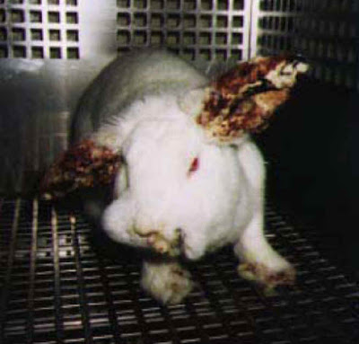 An Alternatives to Animal Testing | Facts of Animal Testing