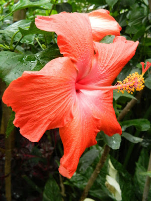 Tropical hibiscus rosa-sinensis flower at the Allan Gardens Conservatory by garden muses-not another Toronto gardening blog