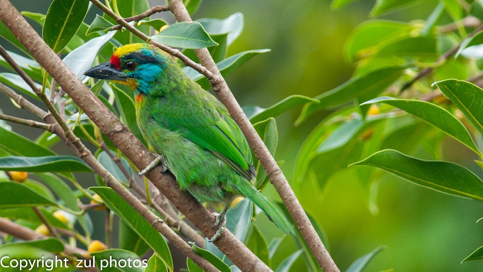 Zul Ya Birds of Peninsular Malaysia Black Browed Barbet