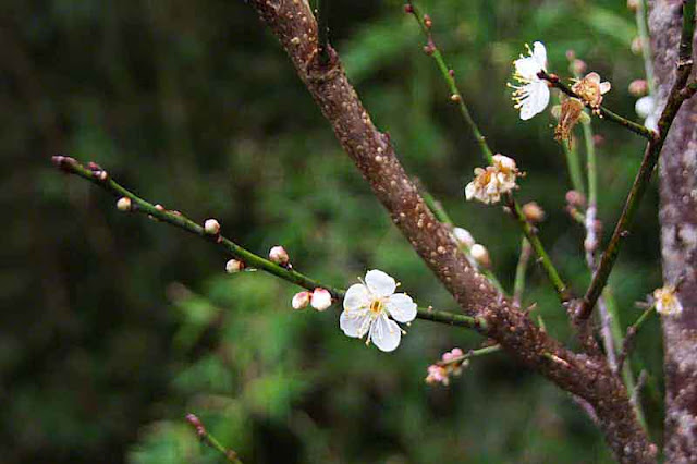 Plum blossoms and buds