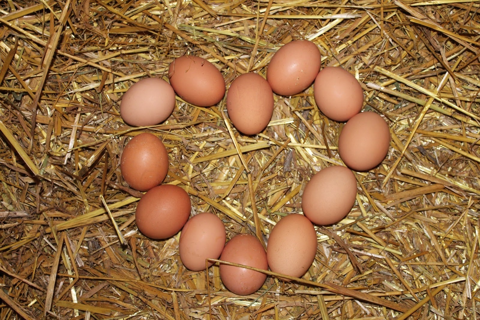 Какие должны быть домашние яйца. Домашние яйца. Домашние куриные яйца. Яйца куриные инкубационные. Яйца Деревенские.