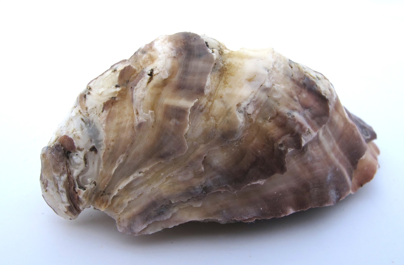 Ostreaphile