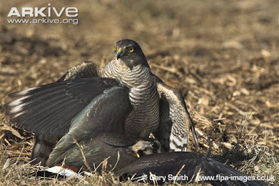 Sparrowhawk and Lapwing