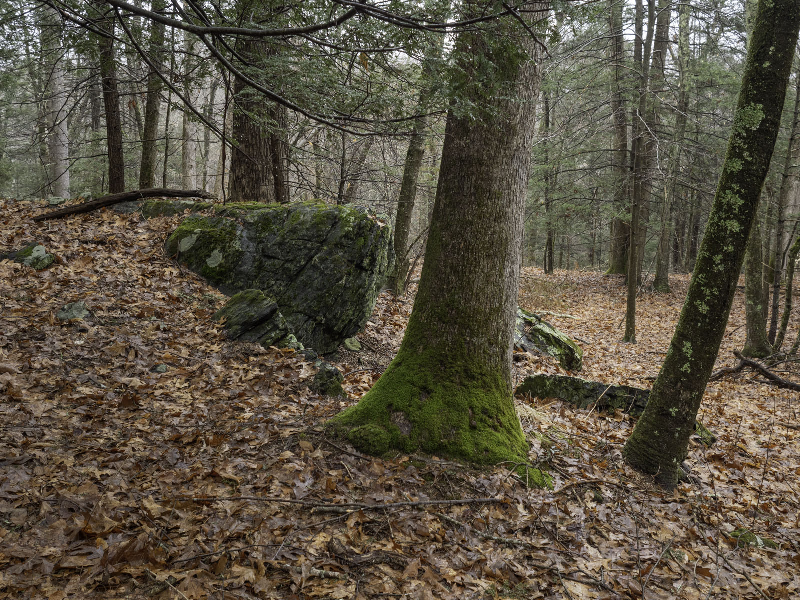 WPII Park Walks Steep Rock Preserve, 4/8/19. Part One.