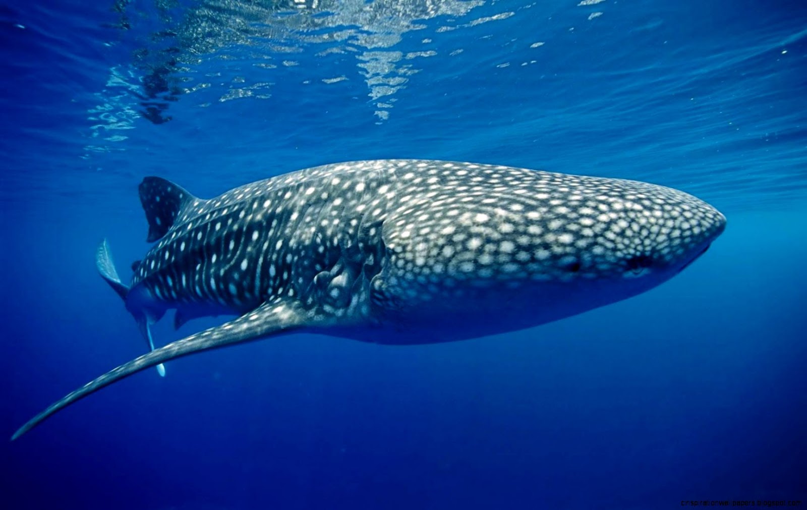 Whale Shark Underwater