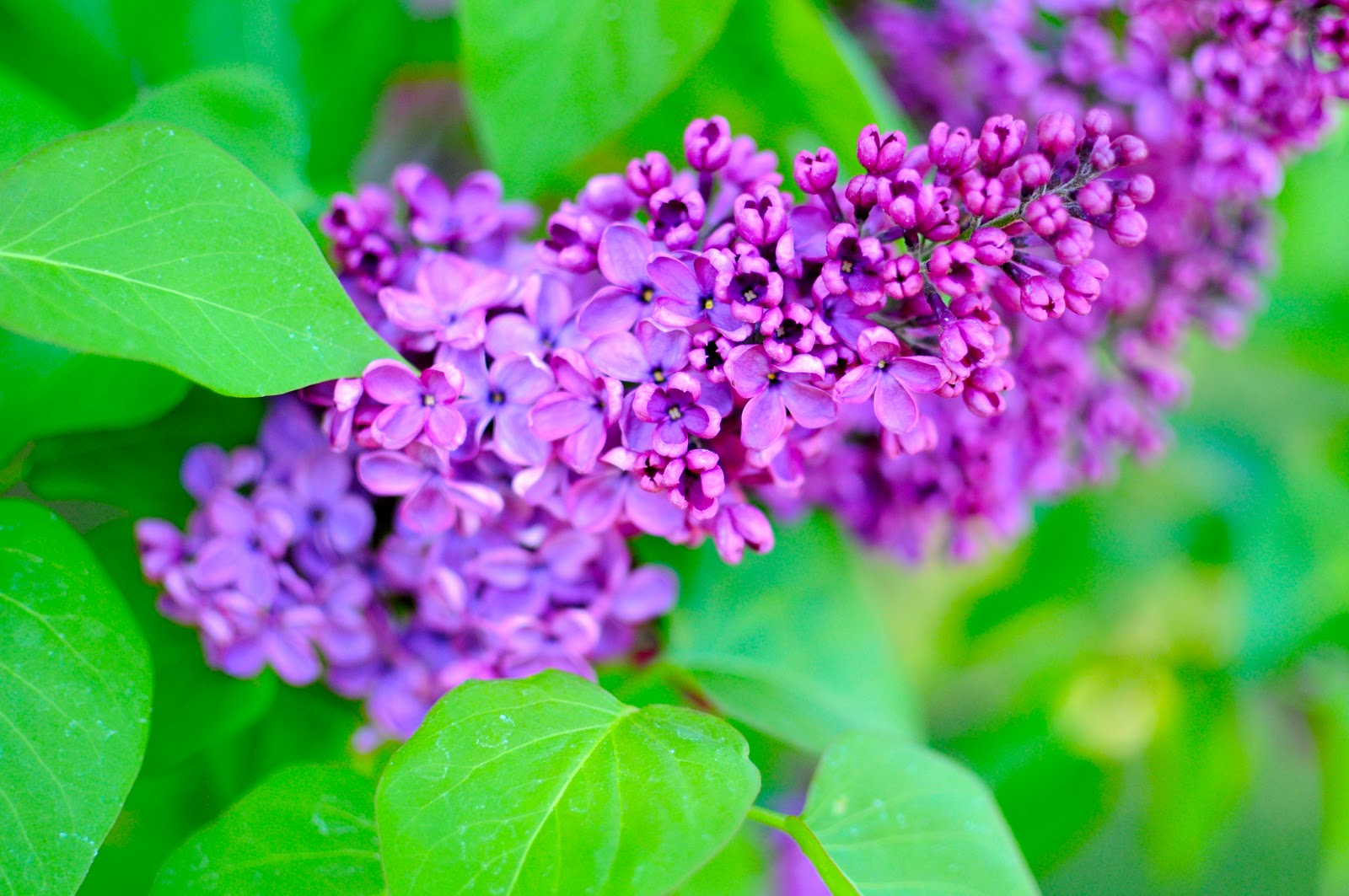Little Sloth: A purple lilac bush
